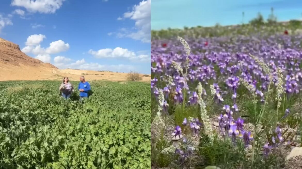 deserto-em-israel-floresce-e-remete-a-profecia-biblica:-“um-lugar-morto-esta-dando-vida”